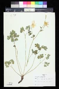 Sisymbrium altissimum image