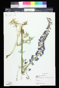 Delphinium ramosum image