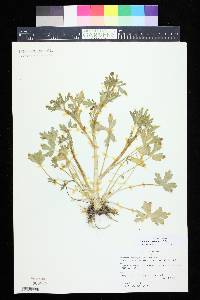 Hecatonia scelerata image