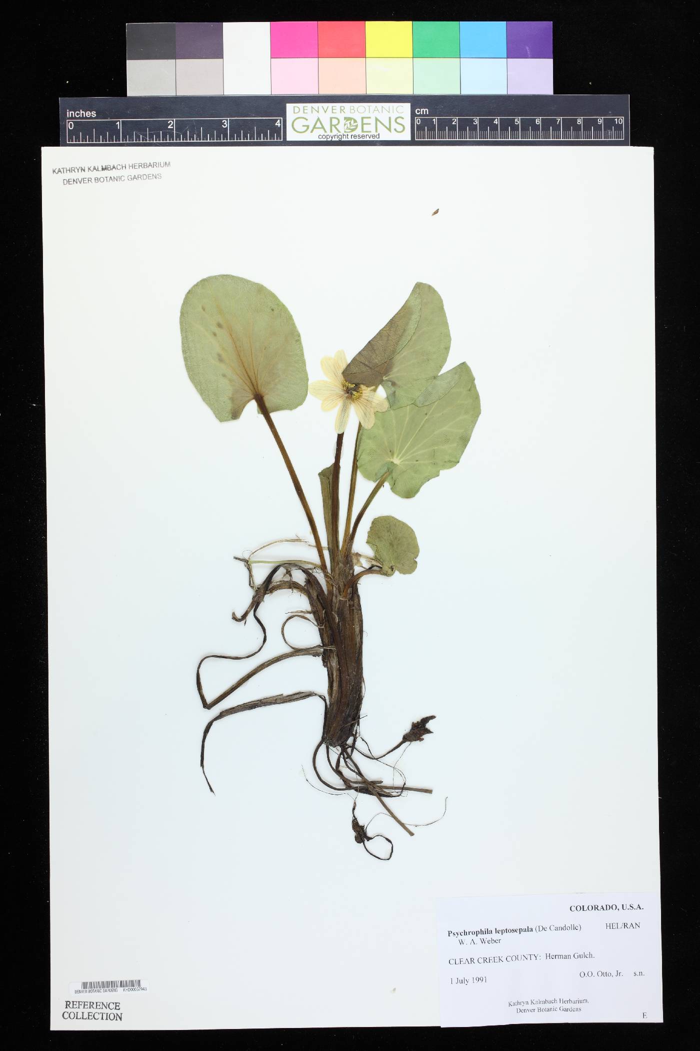 Caltha leptosepala var. leptosepala image