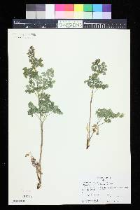 Thalictrum fendleri image