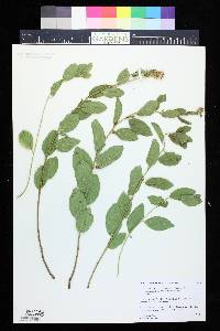 Ceanothus herbaceus image