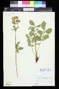 Geum macrophyllum image