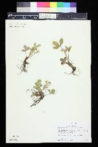 Fragaria vesca subsp. americana image