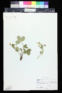 Fragaria vesca subsp. americana image