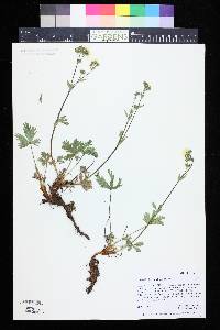 Potentilla diversifolia image