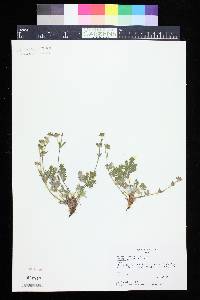 Potentilla ovina image