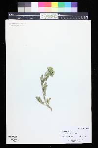 Potentilla pensylvanica image