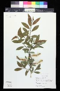 Salix monticola image