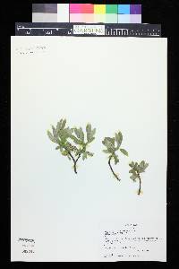 Salix brachycarpa image