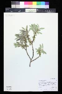 Salix brachycarpa image