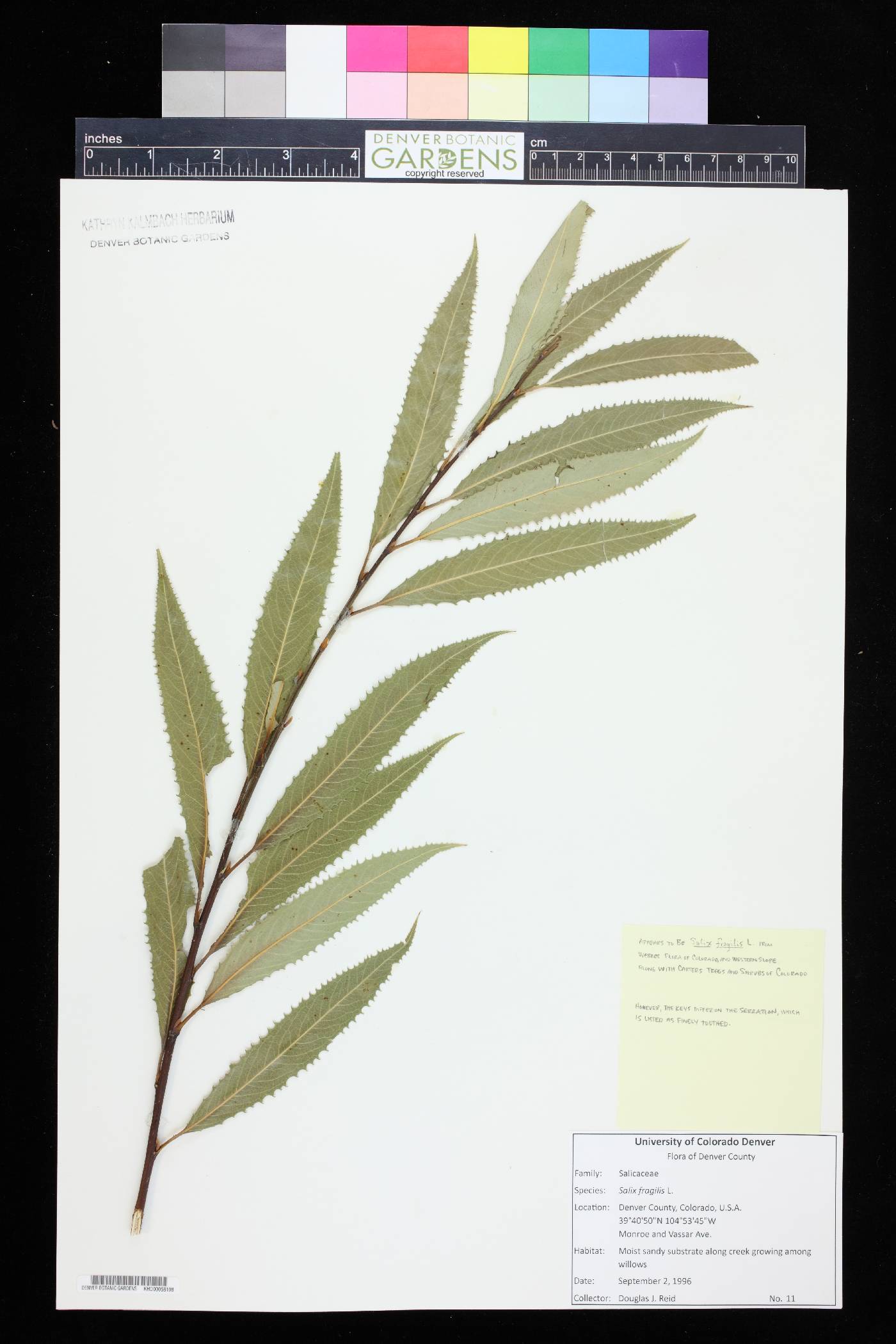 Salix × fragilis image