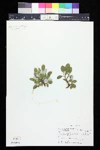 Salix reticulata image