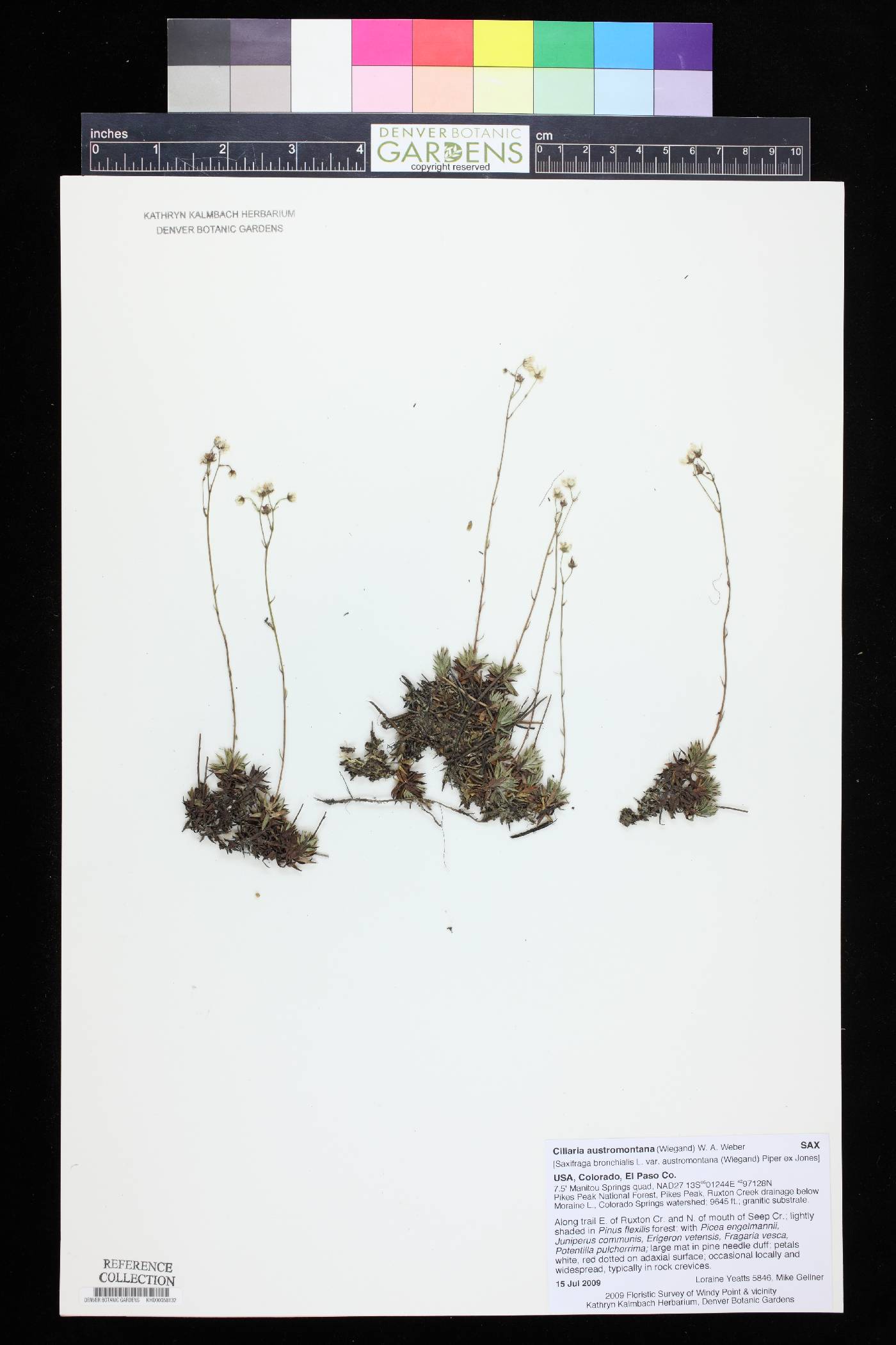 Ciliaria austromontana image