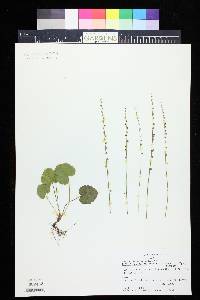 Mitella stauropetala image