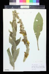 Verbascum phlomoides image