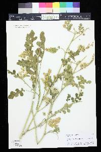 Solanum rostratum image