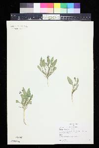 Viola nuttallii image