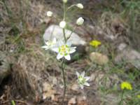 Zigadenus elegans image