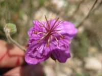 Geranium caespitosum image