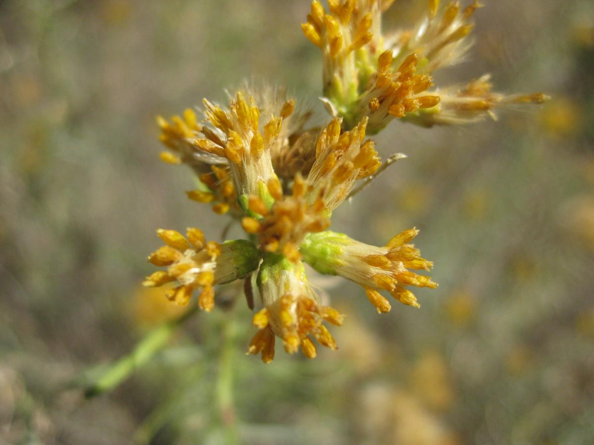 Isocoma acradenia var. eremophila image