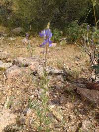 Lupinus sparsiflorus image