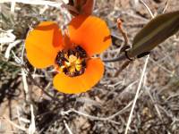 Calochortus kennedyi image