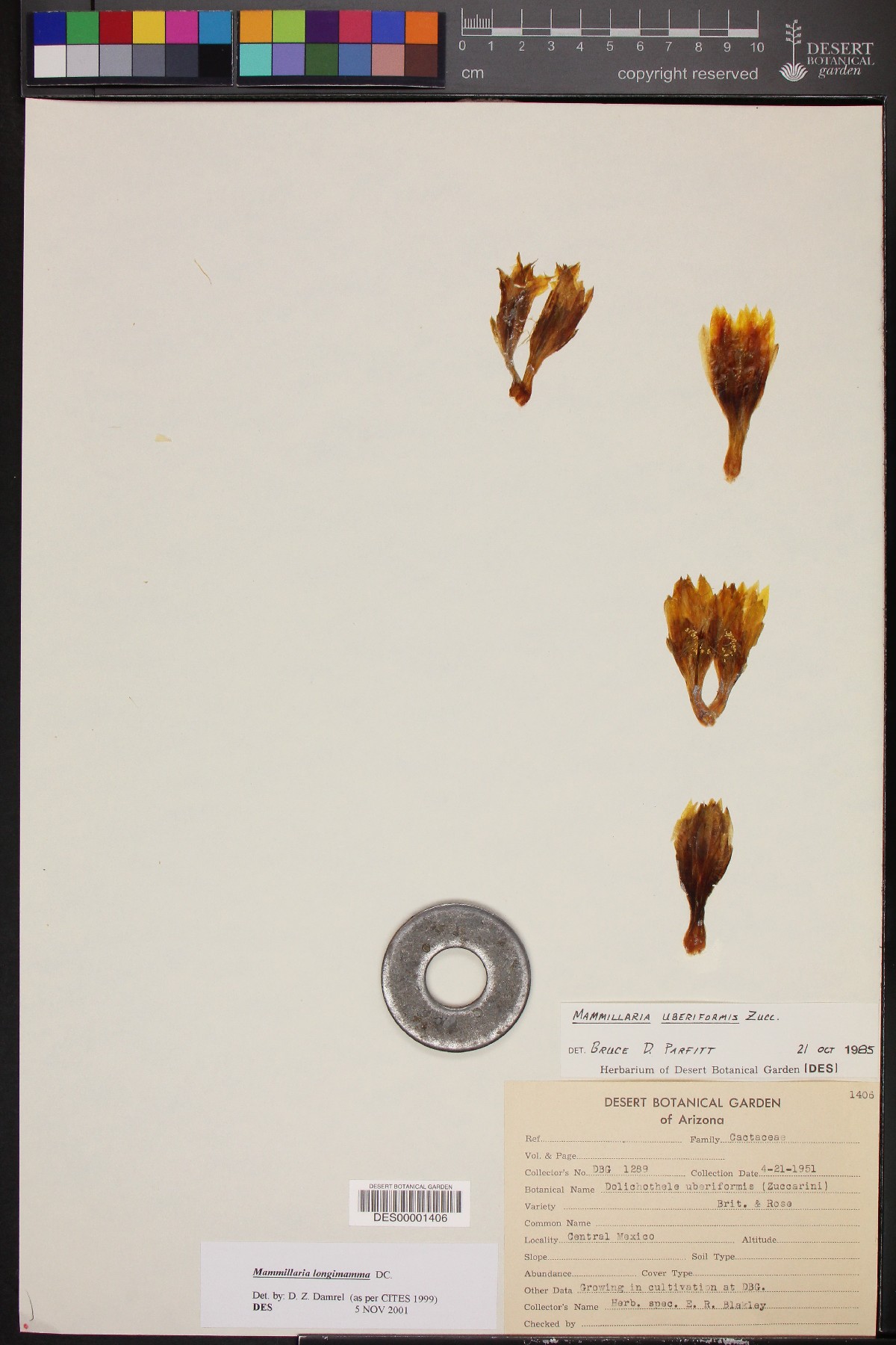 Mammillaria longimamma image