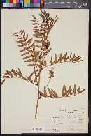 Glycyrrhiza lepidota image