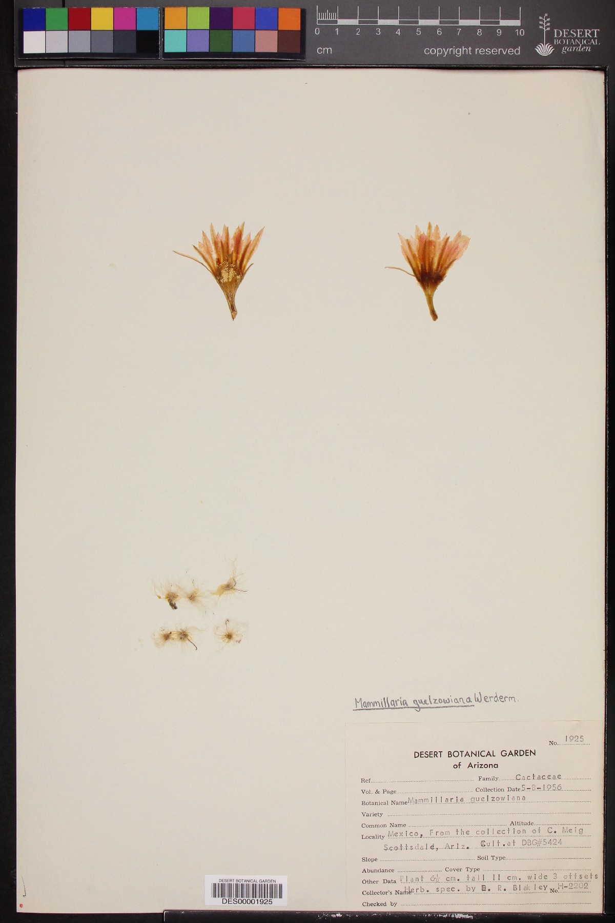 Mammillaria guelzowiana image
