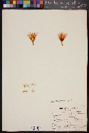 Image of Mammillaria guelzowiana