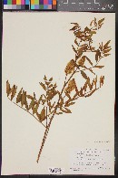 Glycyrrhiza lepidota image