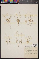 Gomphrena pringlei image