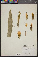 Image of Opuntia cochinelifera