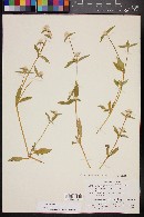 Gomphrena serrata image