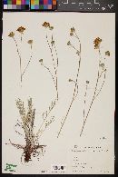 Hymenopappus filifolius var. lugens image