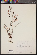 Mimosa watsonii image