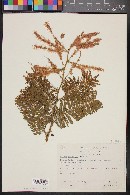Mimosa benthamii image