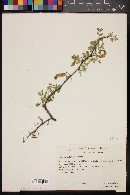 Mimosa polyantha image