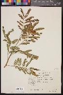 Mimosa adenantheroides image