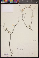 Mimosa polyantha image