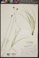 Carex athabascensis image