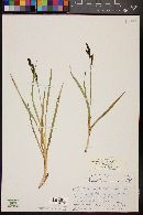 Carex nebrascensis image