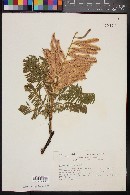 Mimosa benthamii image