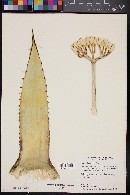 Agave chrysantha image