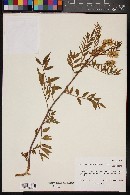 Glycyrrhiza lepidota image