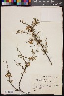 Mimosa calcicola image
