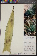 Agave chrysantha image