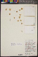 Mammillaria bocensis image