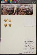 Mammillaria melanocentra image